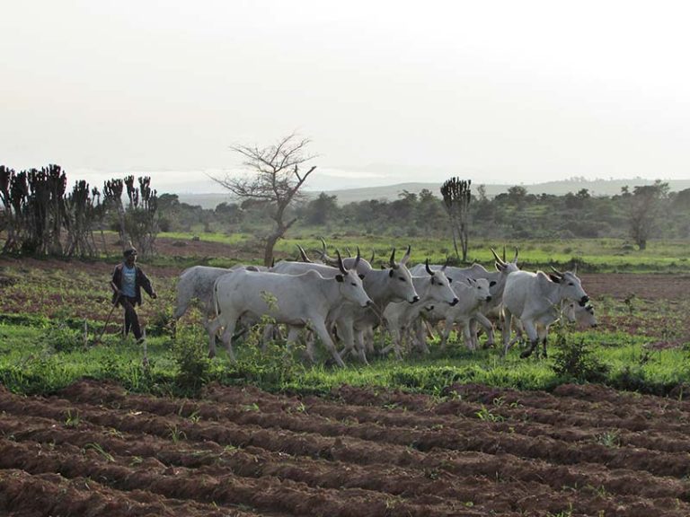 Nigeria News: Fulani Militants Target Christians, Boko Haram Captives Freed